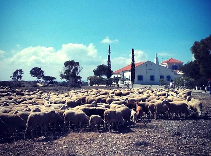 Paimen ja lampaita La Matassa (Torrevieja)